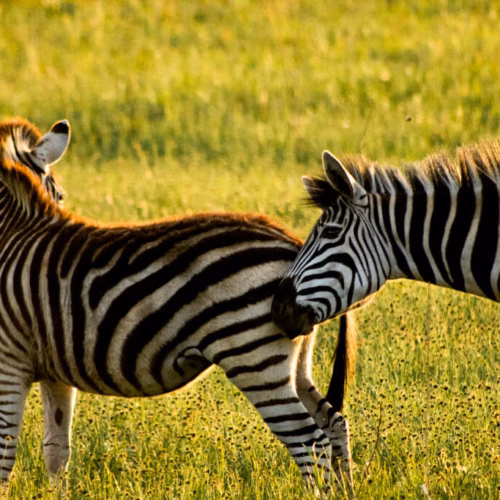 South Luangwa Classic Walking Safari Journey