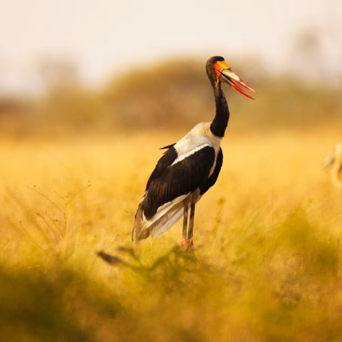 Bardia National Park Jungle Adventure Safari
