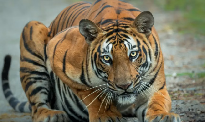 In the Realm of Tigers: A Jungle Safari Experience
