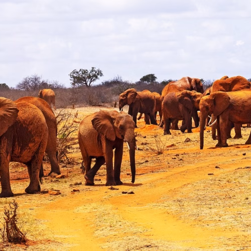 africa kenya tsavo east elephants 5090556