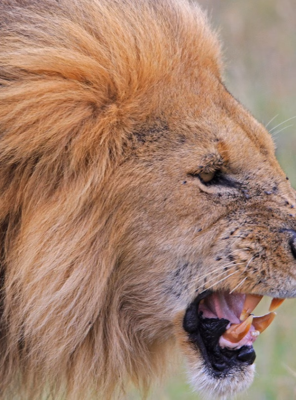 Kenya Safari Packages - African Lion
