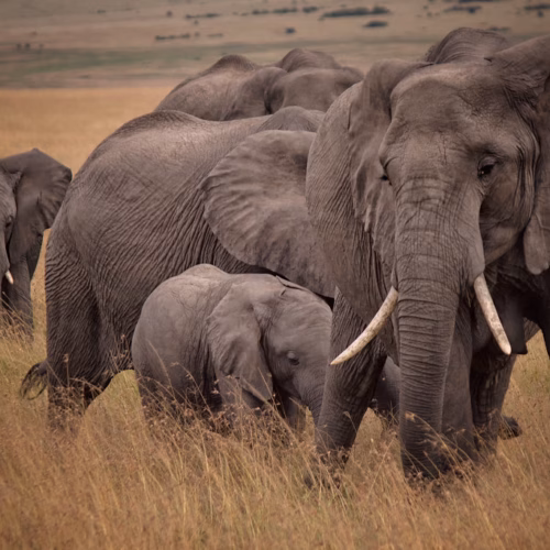 African Bush Elephants, Maasai Mara