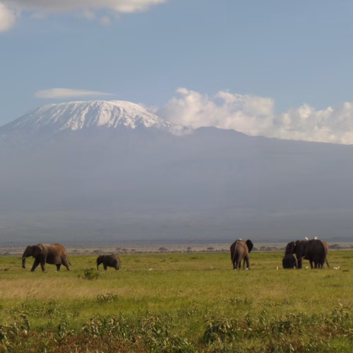 Amboseli Kilimanjaro View Elephants 5