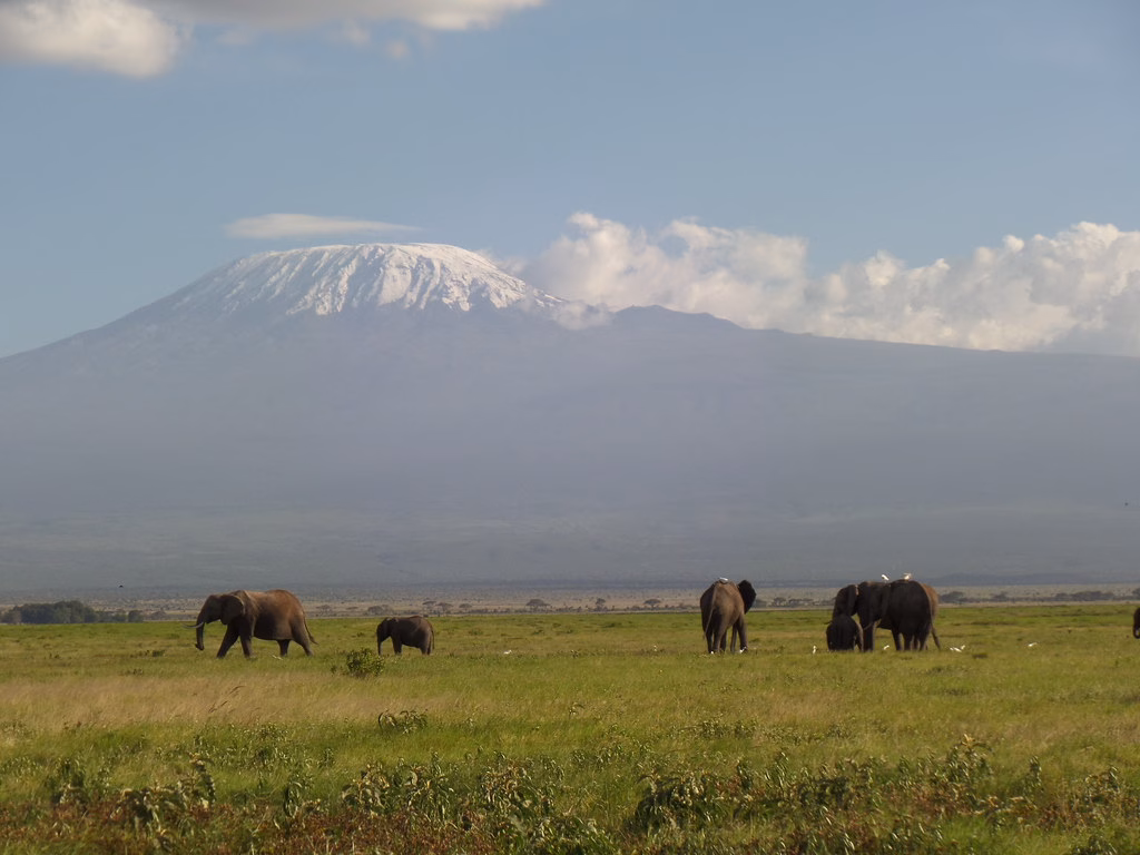 Amboseli Kilimanjaro View Elephants 5