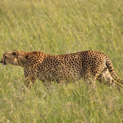 cheetah mammal wildlife animal 7750682