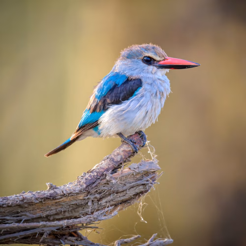 Chestnut-bellied Kingfisher perching on a snag near Lake Naivasha, Kenya, East Africa