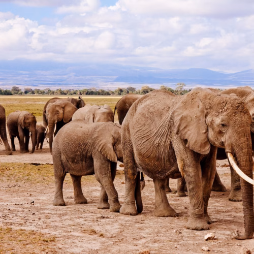 elephants family trunks tusks 458990