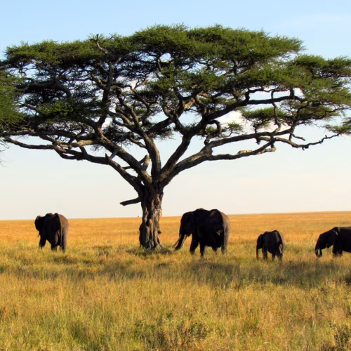 Elephants - Serengeti National Park safari - Tanzania, Africa