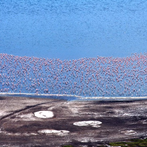Flamingos at Lake Nakuru National Park