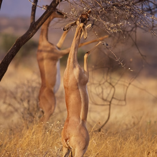 Gerenuks in Samburu