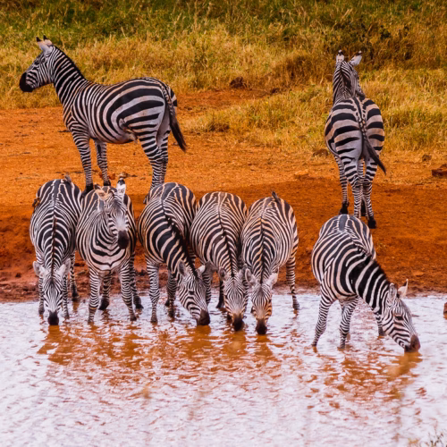 Grant’s Zebras in front of Kilaguni Serena Safari Lodge, Tsavo West, Kenya