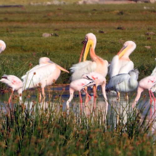 Great White Pelicans and Least Flamingos