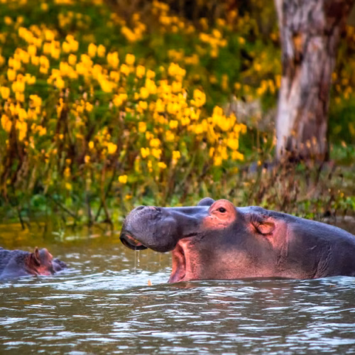 Hippopotamuses , Lake Naivasha