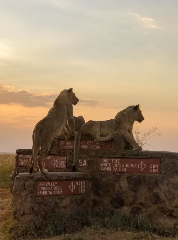 kenya lionesses wildlife africa 4404267