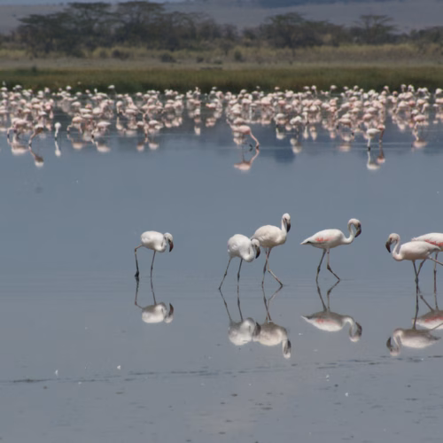Lake Elementaita and Jungle Junction - 12