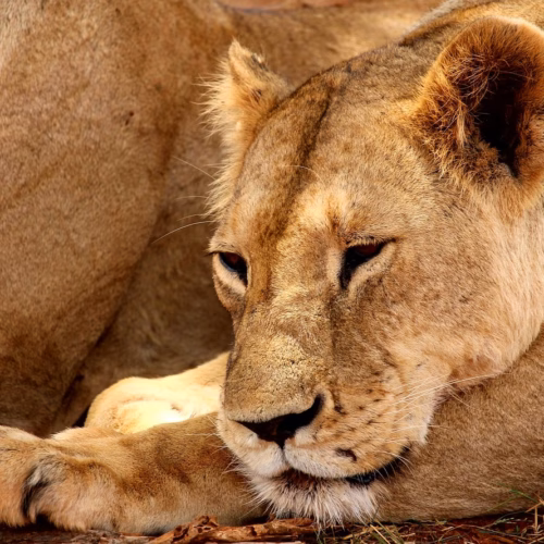 lion tsavo national park animal 2241361