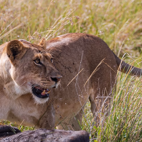 Maasai Mara National Reserve