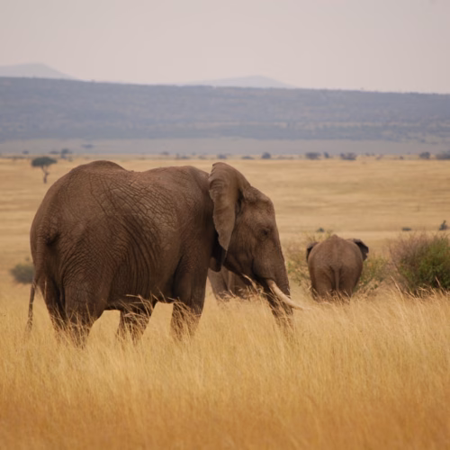 Maasai Mara National Reserve, Kenya