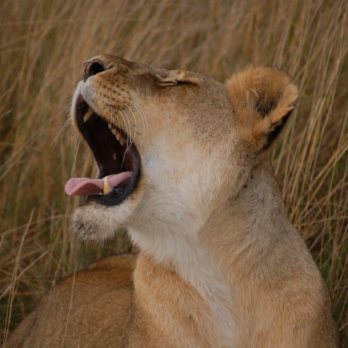 Maasai Mara National Reserve, Kenya