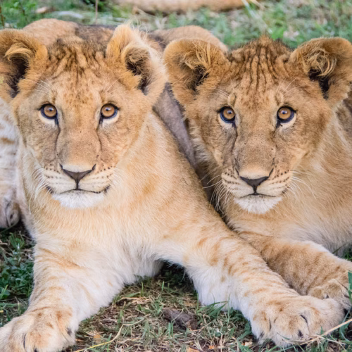 Maasai Mara Safari-3044.jpg
