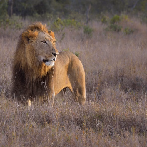 Male Lion at Sunrise, Ol Pejeta Conservancy, Kenya, East Africa