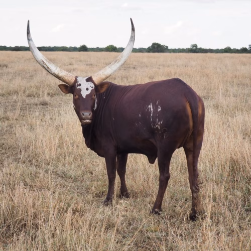Ol Pejeta Conservancy