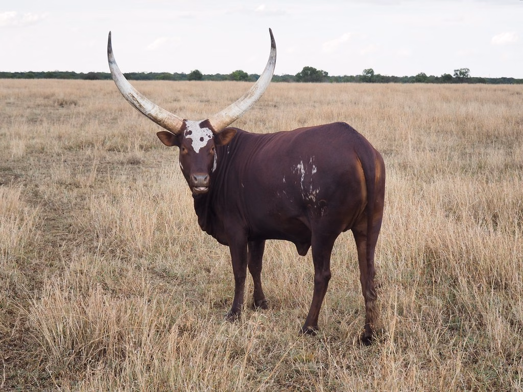 Ol Pejeta Conservancy