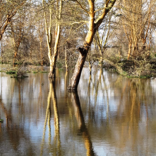 Reflections on a drowning forest, Lake Naivasha, Kenya