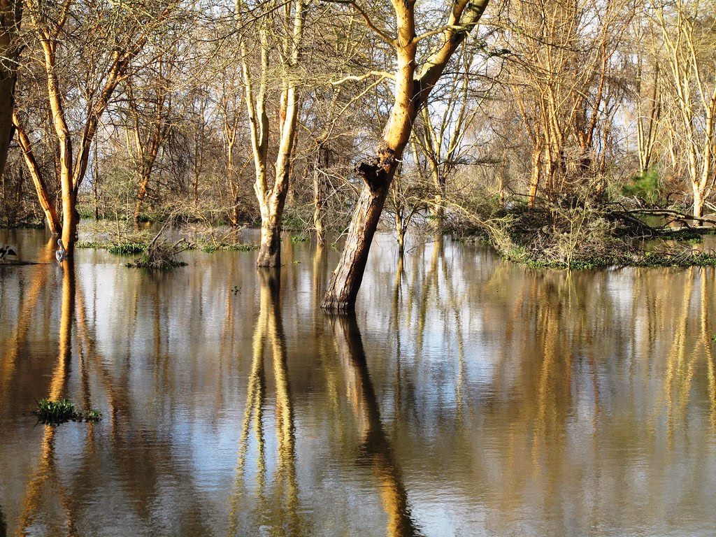 Reflections on a drowning forest, Lake Naivasha, Kenya