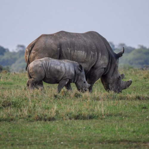 rhino cub wolf down savannah 2675891