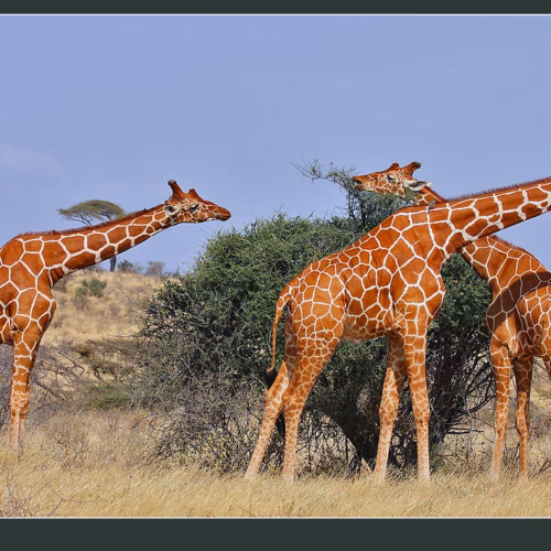 Samburu school of topiary!