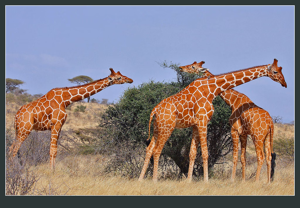 Samburu school of topiary!
