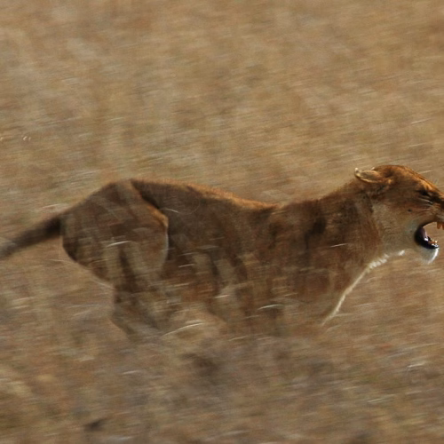 Serengeti Lion Running saturated