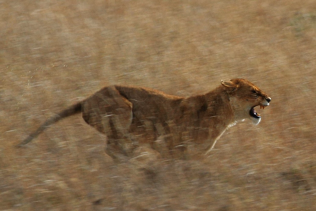 Serengeti Lion Running saturated