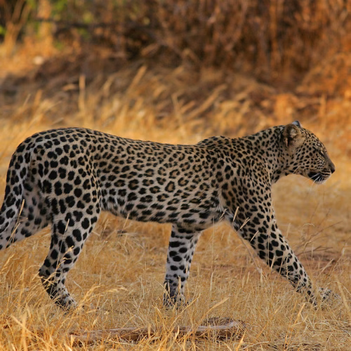 Sleek Samburu She Leopard!
