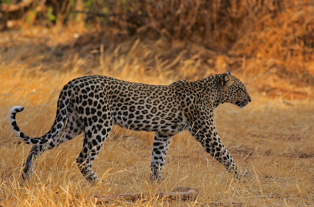 Sleek Samburu She Leopard!