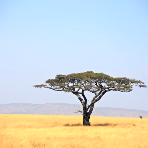 Tanzania (Serengeti National Park) Tranquility