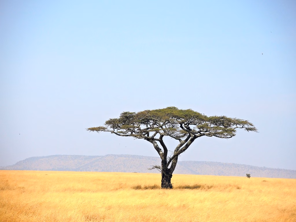 Tanzania (Serengeti National Park) Tranquility