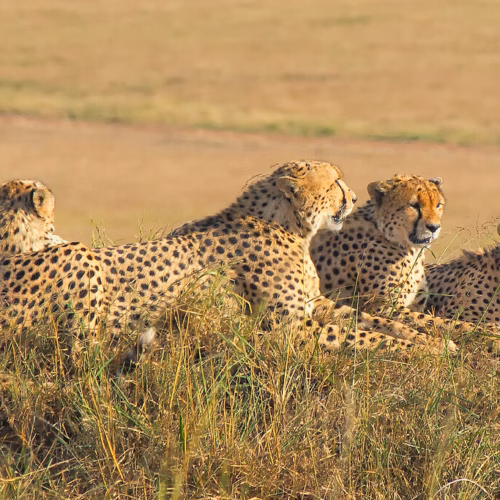 The 5 Male Cheetahs, Maasai Mara