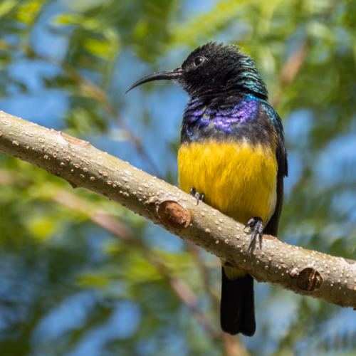 Variable sunbird in Maasai Mara National Reserve, Kenya