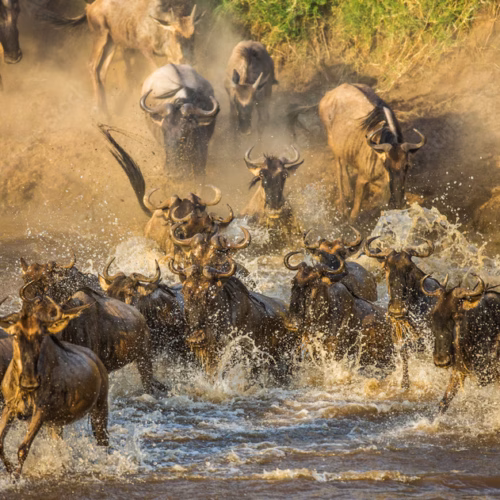East Africa Safari - Wildebeests are crossing Mara river. Great Migration. Kenya. Tanzania. Maasai Mara National Park.