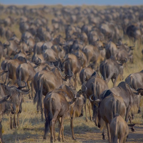 wildebeests migration nature herd 7559592
