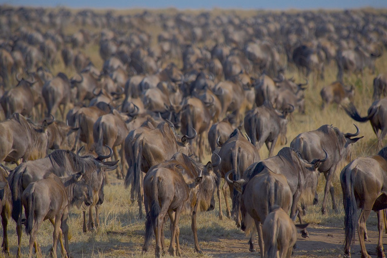 wildebeests migration nature herd 7559592
