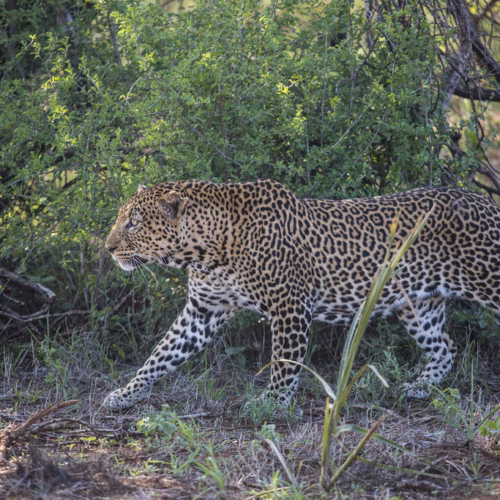 Y1A9483, Tsavo West, Kenya