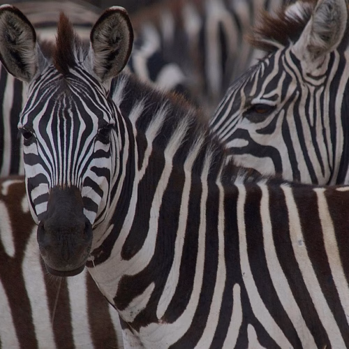 zebras animals kenya wildlife 7085912