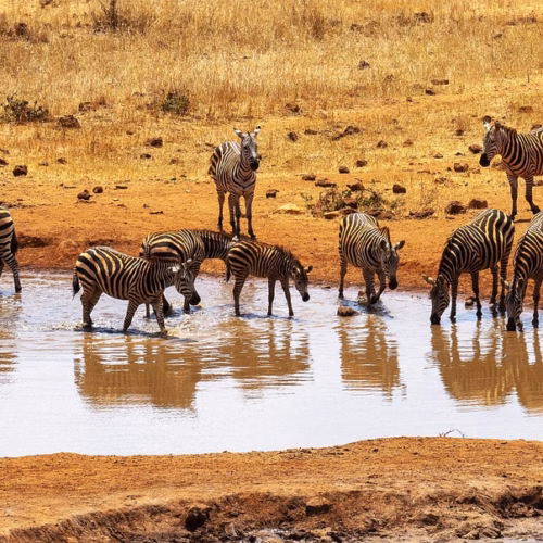 zebras kenya water hole tsavo west 4647619